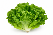 LECHUGA MARINA UNIDAD