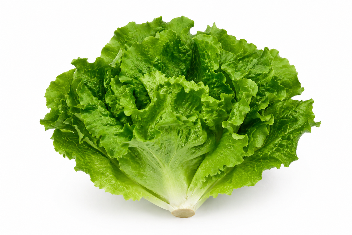 LECHUGA MARINA UNIDAD