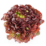 LECHUGA MORADA UNIDAD