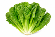 LECHUGA COSTINA UNIDAD