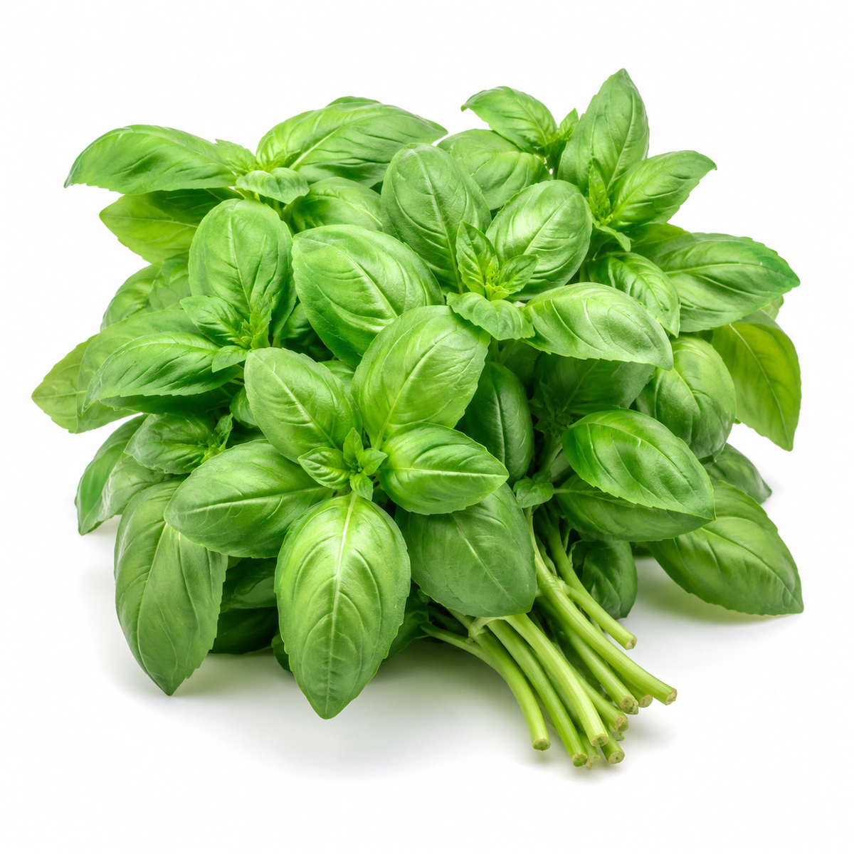 ALBAHACA MATA UNIDAD
