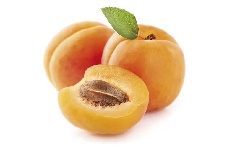 DAMASCA KG