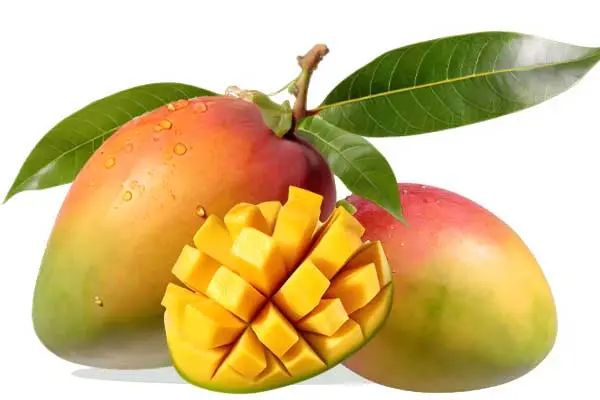 MANGO KG