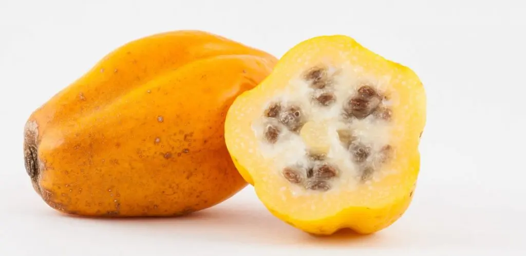 PAPAYA KG