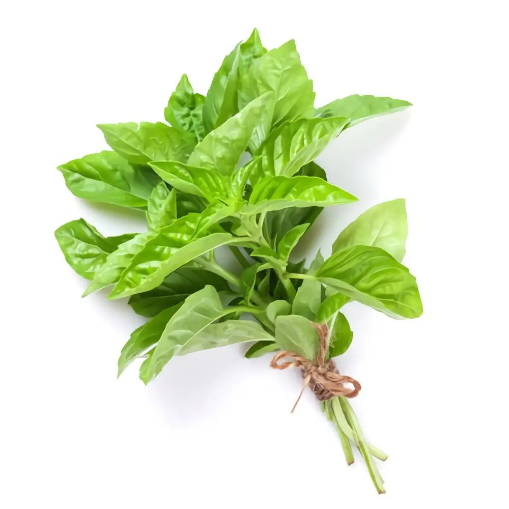 ALBAHACA MATA UNIDAD