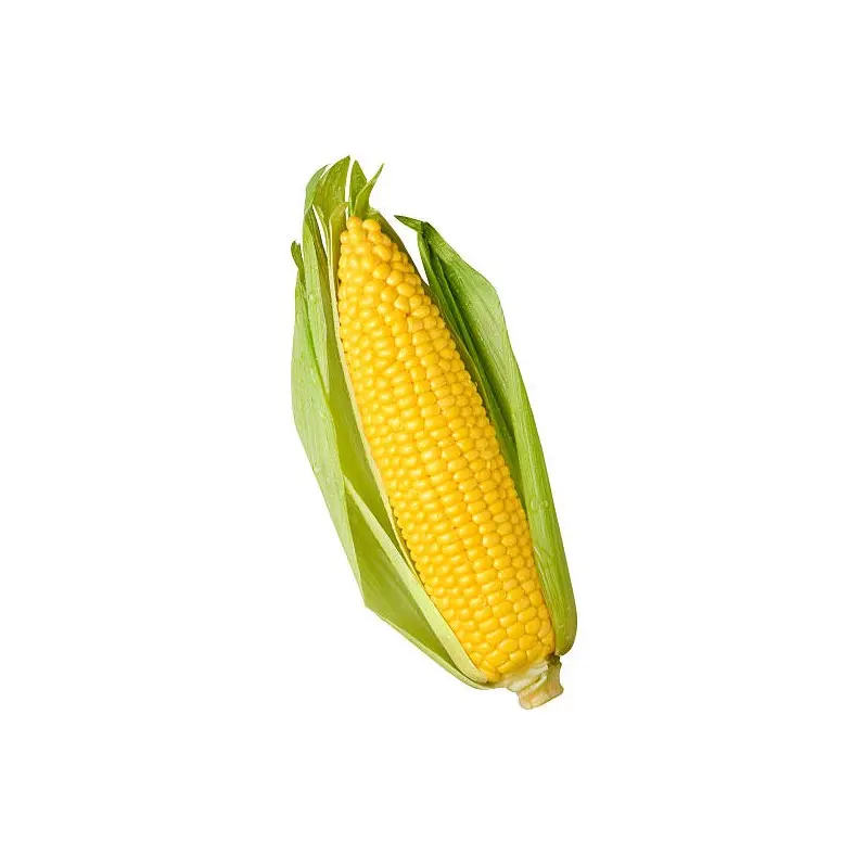 CHOCLO AMERICANO UNIDAD