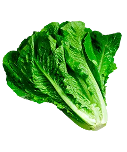 LECHUGA COSTINA UNIDAD