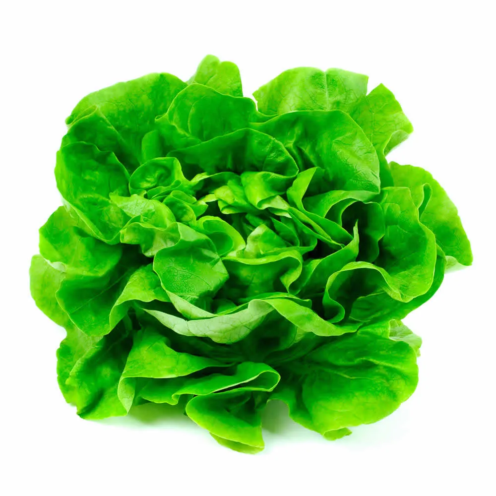 LECHUGA ESPAÑOLA UNIDAD