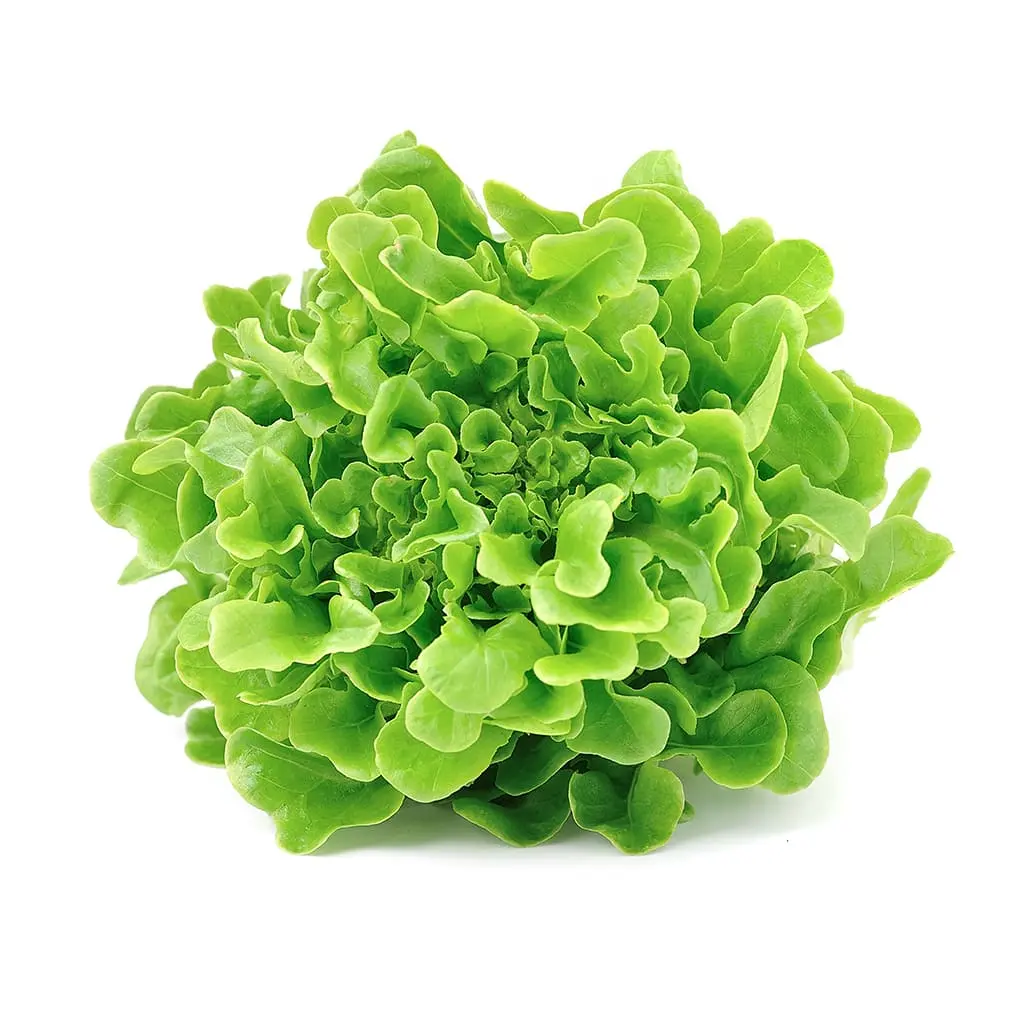 LECHUGA MARINA UNIDAD