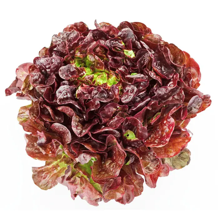 LECHUGA MORADA UNIDAD