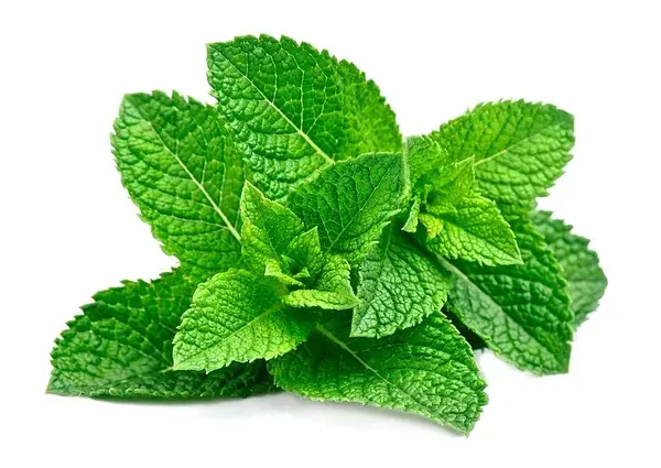 MENTA FRESCA BANDEJA 200 GR 