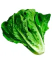 LECHUGA COSTINA UNIDAD