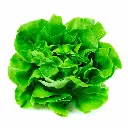 LECHUGA ESPAÑOLA UNIDAD