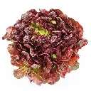 LECHUGA MORADA UNIDAD