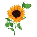 GIRASOLES PAQUETE 5 UNIDADES 